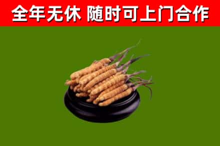 英山回收散虫草