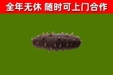英山回收海参干